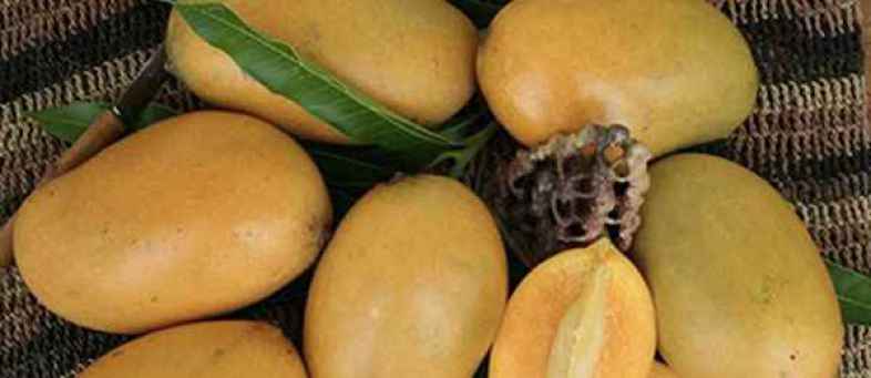 Mallika mango.jpg Mallika mango.jpg