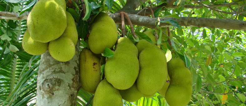 Jackfruit-.jpg Jackfruit-.jpg