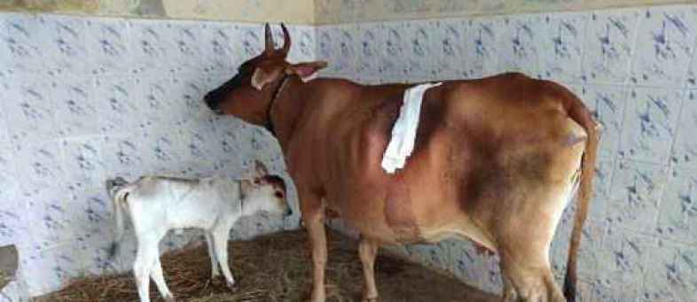 52 kg of plastic removed from cow’s stomach in Tamil Nadu.jpg 52 kg of plastic removed from cow’s stomach in Tamil Nadu.jpg