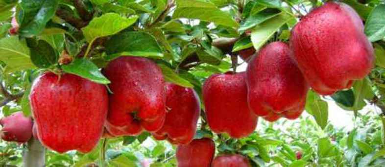 Govt to procure apples directly from growers in J&K, Payment by DBT.jpg Govt to procure apples directly from growers in J&K, Payment by DBT.jpg