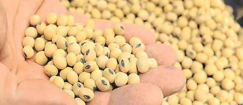 Soyameal Exported 82% In June Due To High Prices.jpg Soyameal Exported 82% In June Due To High Prices.jpg