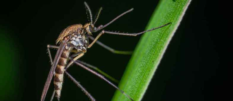 Protect yourself from dengue this way in every season.jpeg Protect yourself from dengue this way in every season.jpeg