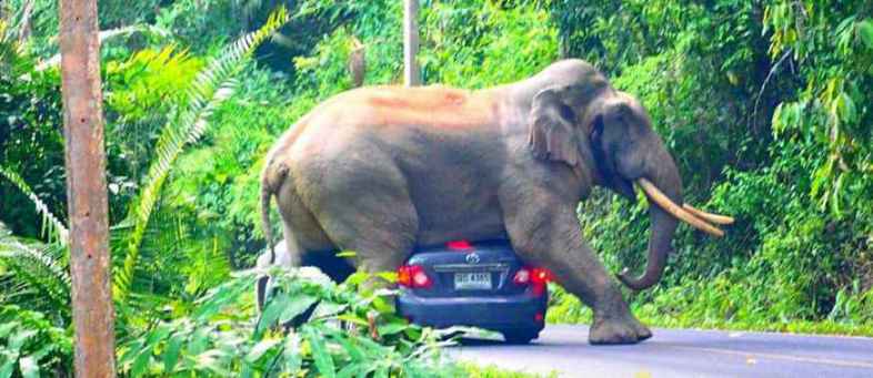 Khao Yai National Park - Elephant Tries To Sit On Moving Car With Tourists Inside It.jpg Khao Yai National Park - Elephant Tries To Sit On Moving Car With Tourists Inside It.jpg