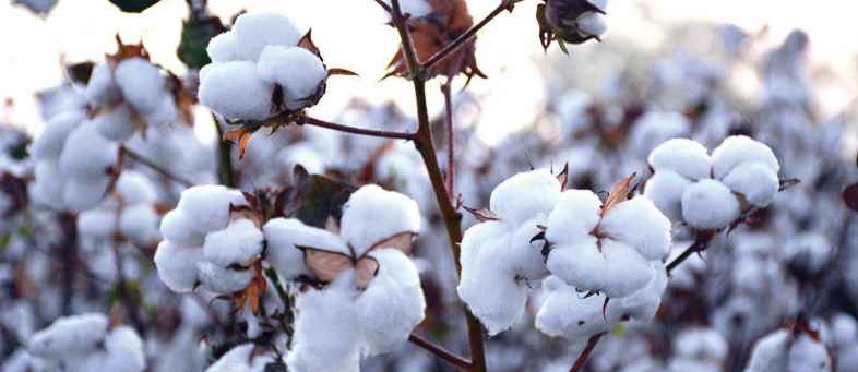 Global Cotton ending stocks will fall in 6th consecutive year USDA.jpg Global Cotton ending stocks will fall in 6th consecutive year USDA.jpg