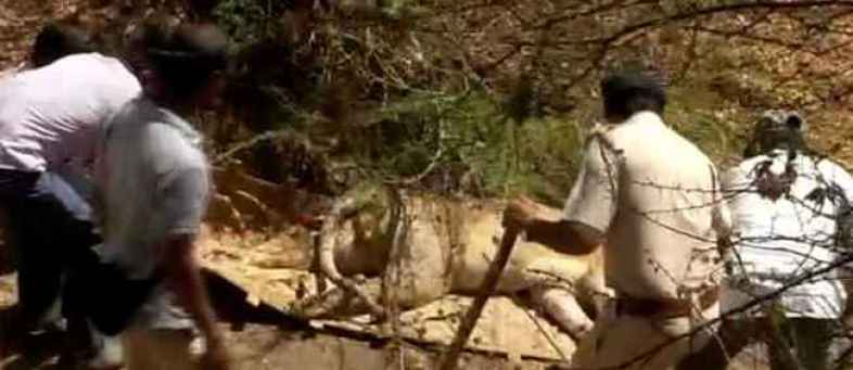 Central teams arrive to Gir in case of mysterious death of lions.jpg Central teams arrive to Gir in case of mysterious death of lions.jpg