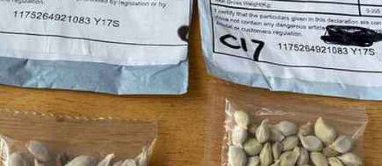 Dangerous seed parcels coming from China, alert states & industries.jpg Dangerous seed parcels coming from China, alert states & industries.jpg