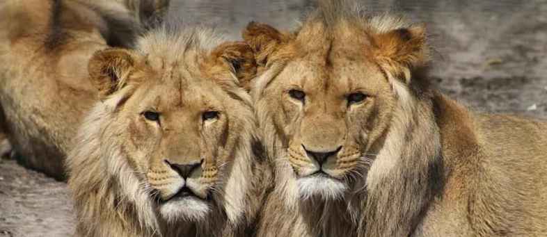 8 lions corona positive at zoo in Hyderabad, first case in India.jpg 8 lions corona positive at zoo in Hyderabad, first case in India.jpg