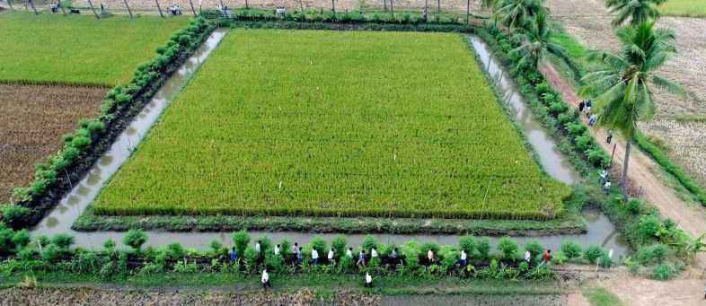 Zero budget farming benefits 5.78 lakh farmers, Andhra Pradesh ranks first.jpeg Zero budget farming benefits 5.78 lakh farmers, Andhra Pradesh ranks first.jpeg