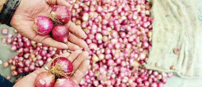 Onion prices will come down sharply in 15 days.jpg Onion prices will come down sharply in 15 days.jpg