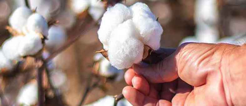 Cotton Prices expected to remain weak due to low demand from China.jpg Cotton Prices expected to remain weak due to low demand from China.jpg