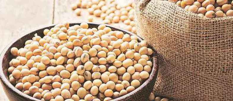 Soybean prices will rise before Diwali.jpg Soybean prices will rise before Diwali.jpg