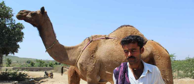 Camel Milk Cures Diabetes and TB ... Is This True ... Know What The Fact Is.jpg Camel Milk Cures Diabetes and TB ... Is This True ... Know What The Fact Is.jpg