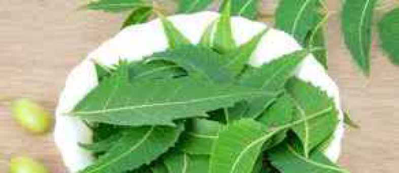 neem.jpg neem.jpg