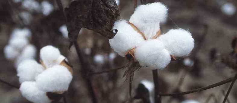 Cotton consumption by 8 per cent, Export may also falls due to Coronavirus Crisis CCPC.jpg Cotton consumption by 8 per cent, Export may also falls due to Coronavirus Crisis CCPC.jpg