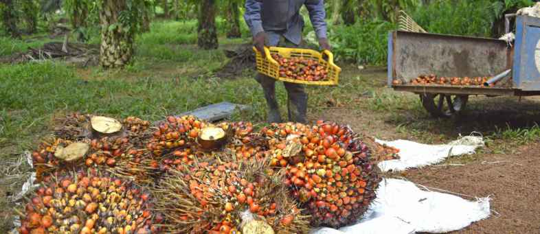 Palm oil price rise at five-month high in global markets.jpg Palm oil price rise at five-month high in global markets.jpg