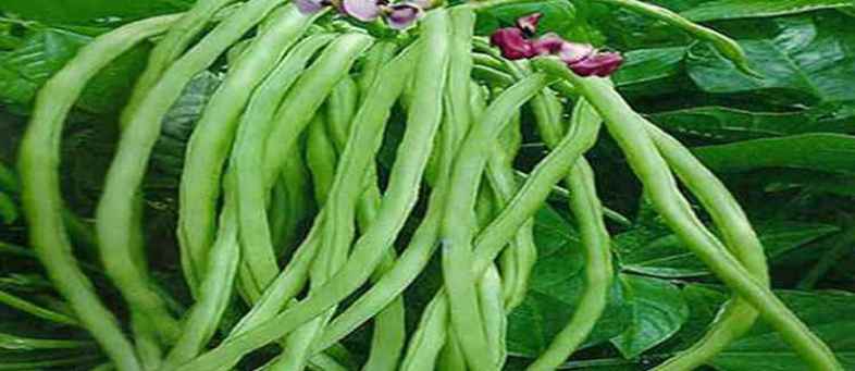 Deesa Became the first farmer in the country to cultivate rice in winter.jpg Deesa Became the first farmer in the country to cultivate rice in winter.jpg