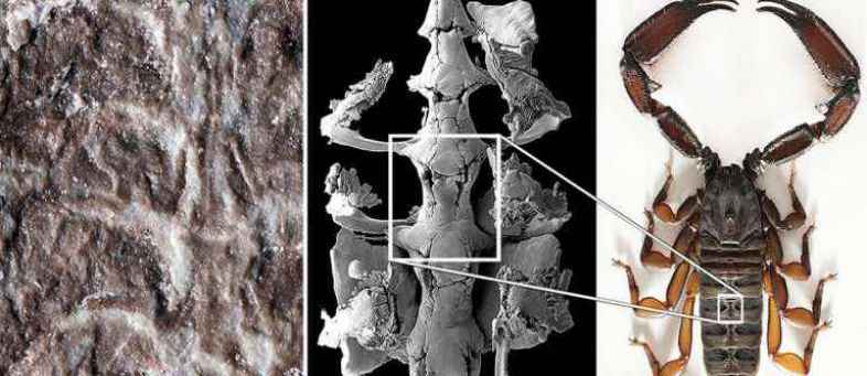 American scientists discovered the remains of the oldest scorpion.jpg American scientists discovered the remains of the oldest scorpion.jpg