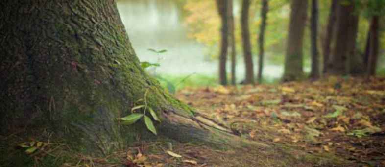 forest-.jpg forest-.jpg