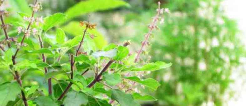 know the medicinal uses of tulsi it may be harmfull in this. ...jpg know the medicinal uses of tulsi it may be harmfull in this. ...jpg