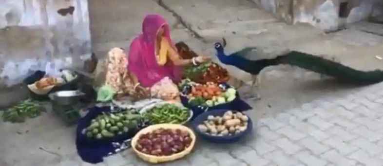 Woman wins praise after video of her feeding peacock goes viral.jpg Woman wins praise after video of her feeding peacock goes viral.jpg