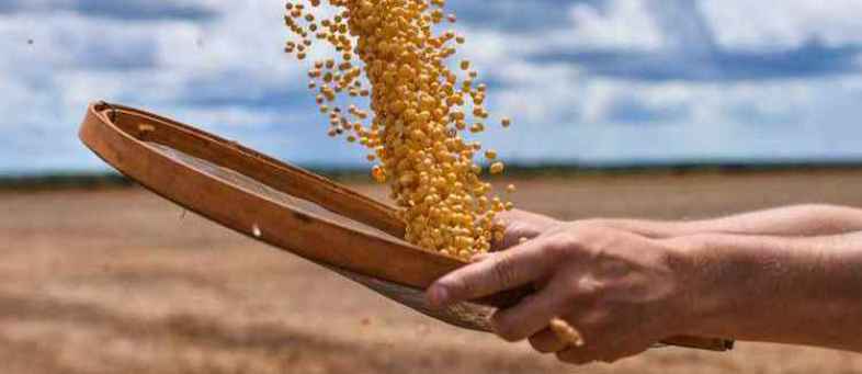 Soybean 190924 Image.jpg Soybean 190924 Image.jpg