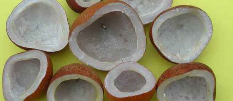 Govt bans On Import Of Dried Coconut Valued Below 150 Rupees per kg.jpg Govt bans On Import Of Dried Coconut Valued Below 150 Rupees per kg.jpg