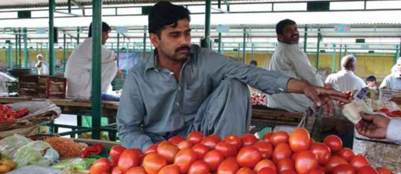 Tomatos400.jpg Tomatos400.jpg