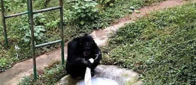 A chimpanzee was found washing clothes at a zoo in China.jpg A chimpanzee was found washing clothes at a zoo in China.jpg