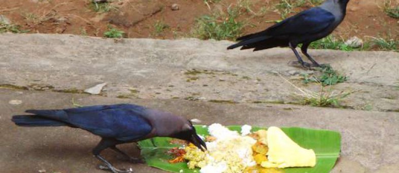 02_09_2017-croweatingfood.jpg 02_09_2017-croweatingfood.jpg
