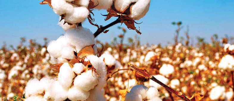 USDA increases Indian Cotton exports estimate to 40 lakh bales For crop year 2019-20.jpg USDA increases Indian Cotton exports estimate to 40 lakh bales For crop year 2019-20.jpg