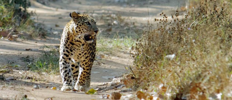 Jambughoda national park.jpg Jambughoda national park.jpg
