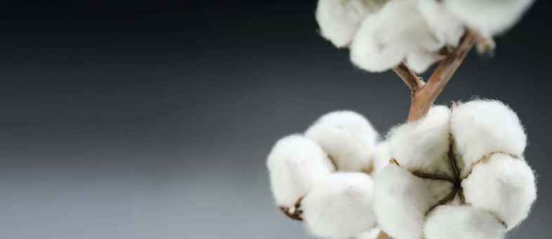 Farmers tense as Cotton traders stop purchases in Sayla APMC1.jpg Farmers tense as Cotton traders stop purchases in Sayla APMC1.jpg