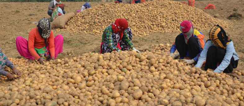 Why are potatoes expensive even though there is enough stock of potatoes Because of whom.jpg Why are potatoes expensive even though there is enough stock of potatoes Because of whom.jpg