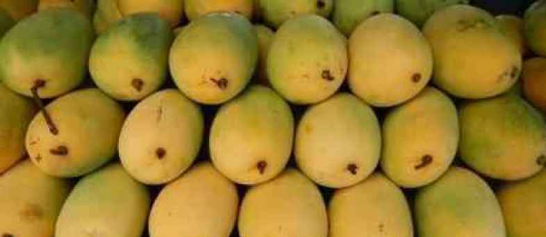 People from Ahmedabad and Gandhinagar can now taste saffron mango at home.jpeg People from Ahmedabad and Gandhinagar can now taste saffron mango at home.jpeg