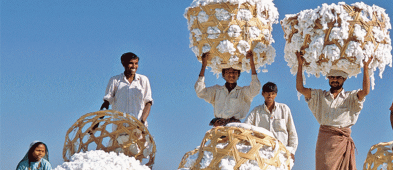 CAI retains cotton crop estimate at 315 L bales.jpg CAI retains cotton crop estimate at 315 L bales.jpg
