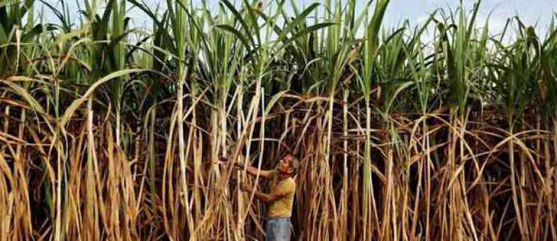 Centre raises ethanol prices for blending with petrol (1).jpg Centre raises ethanol prices for blending with petrol (1).jpg